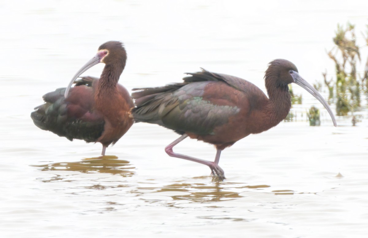 Glossy/White-faced Ibis - Steve Colwell