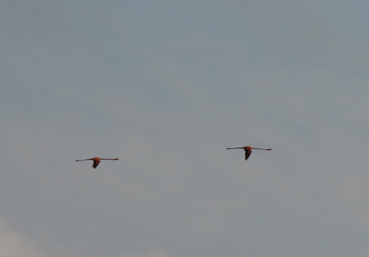 American Flamingo - Manuel Pérez R.