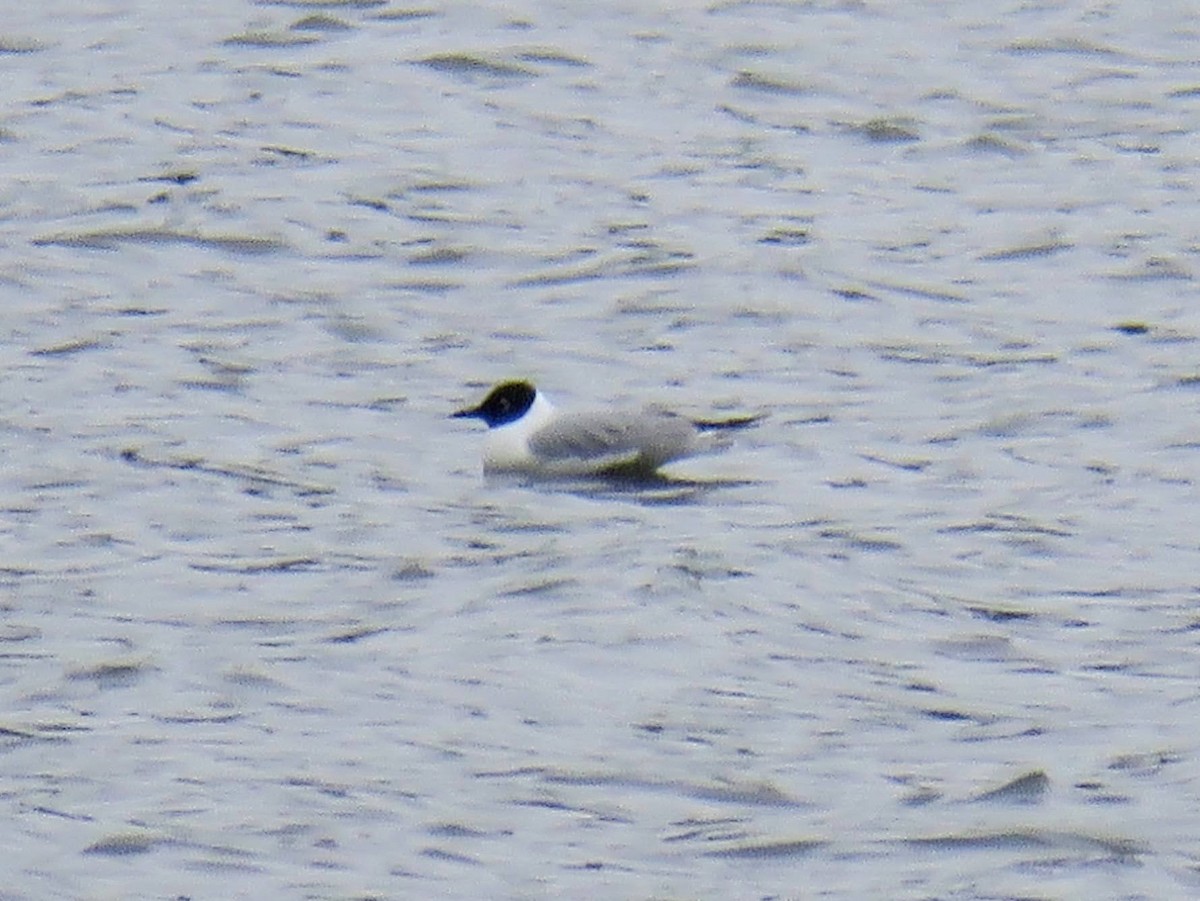 Bonaparte's Gull - ML618394087