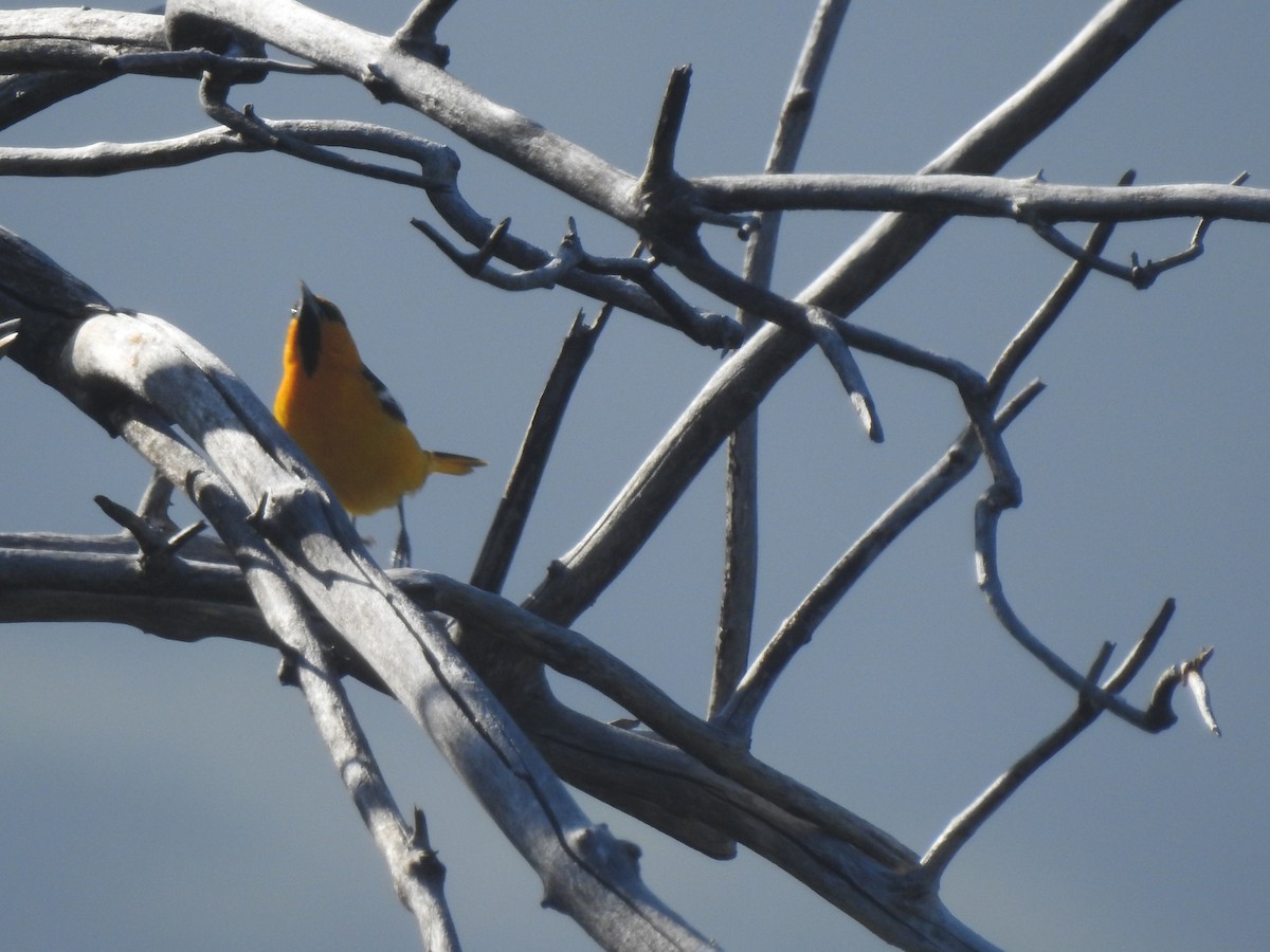 Bullock's Oriole - ML618394101