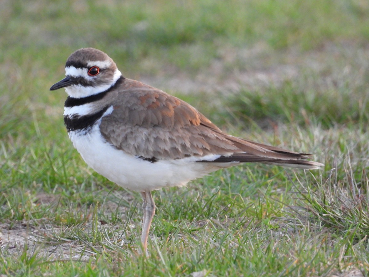 Killdeer - Christina G