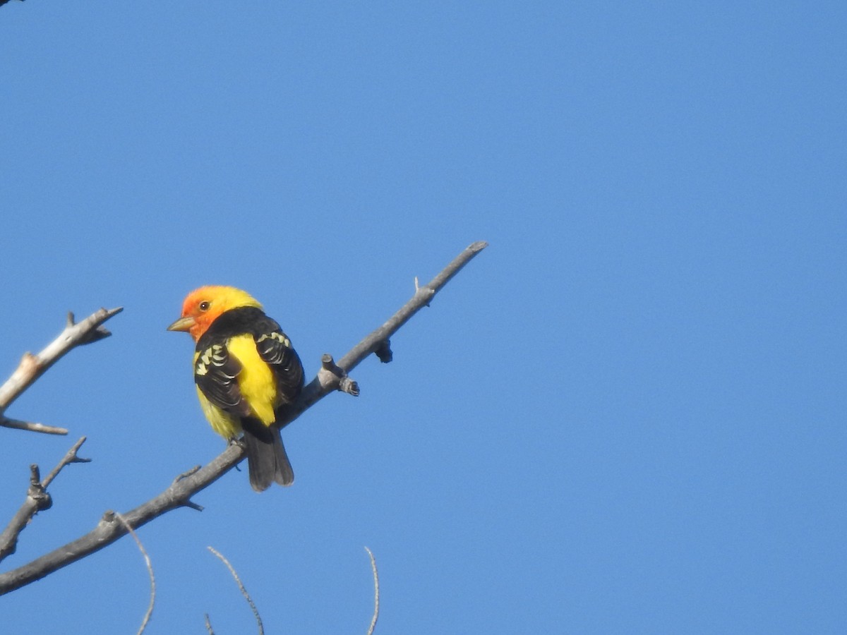 Western Tanager - Layton Pace