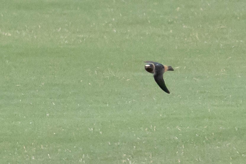 Cliff Swallow - Thomas Van Huss