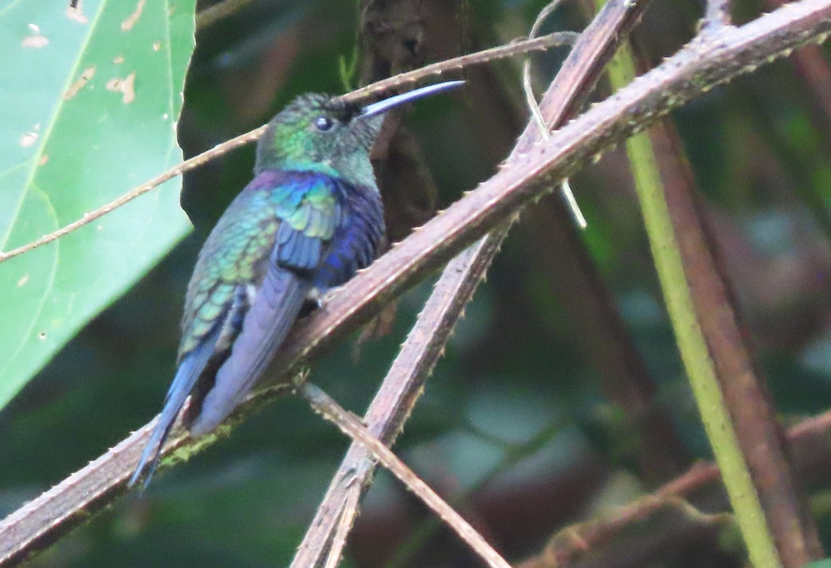 Fork-tailed Woodnymph - Rick Jacobsen