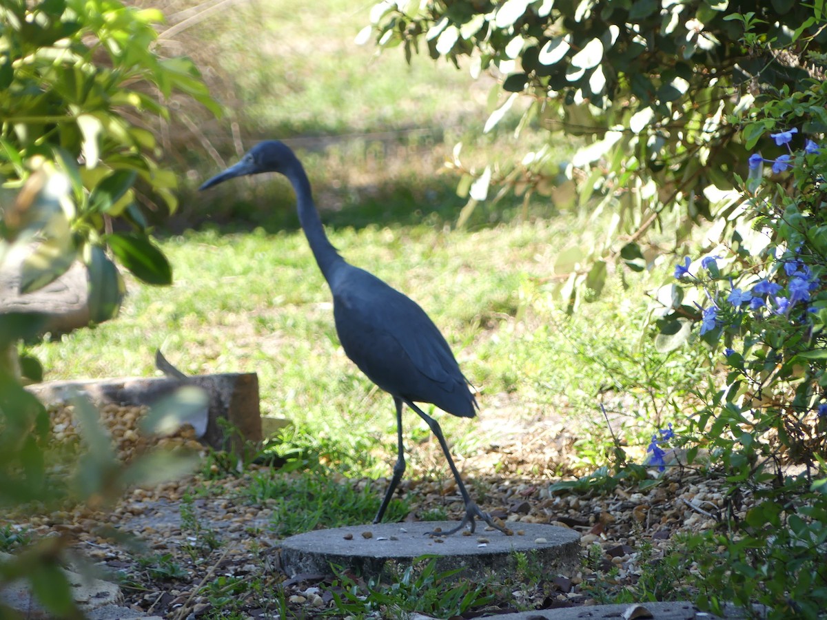 Little Blue Heron - Betty Holcomb