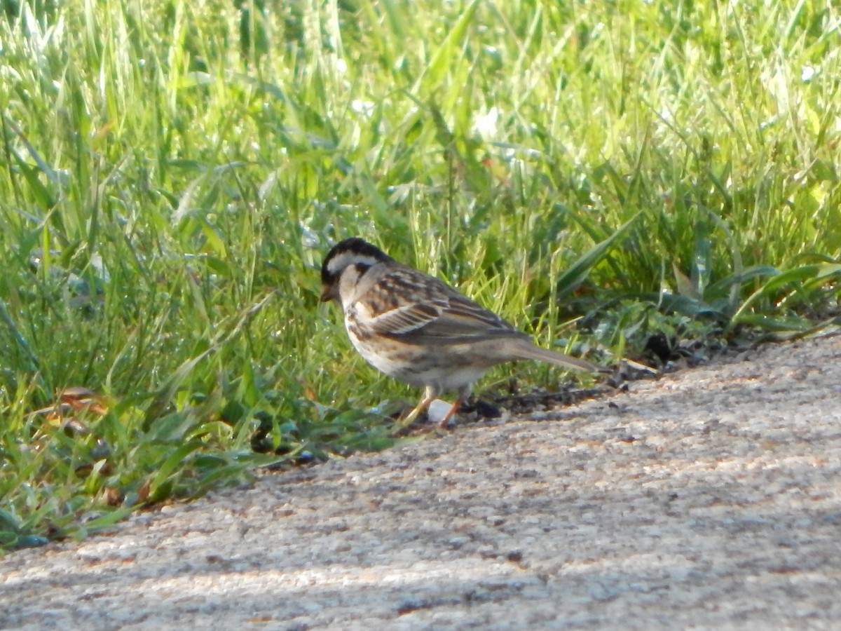 Harris's Sparrow - ML618394155