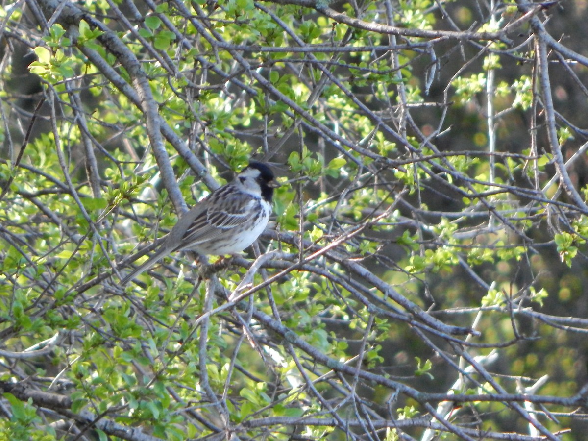 Harris's Sparrow - ML618394159