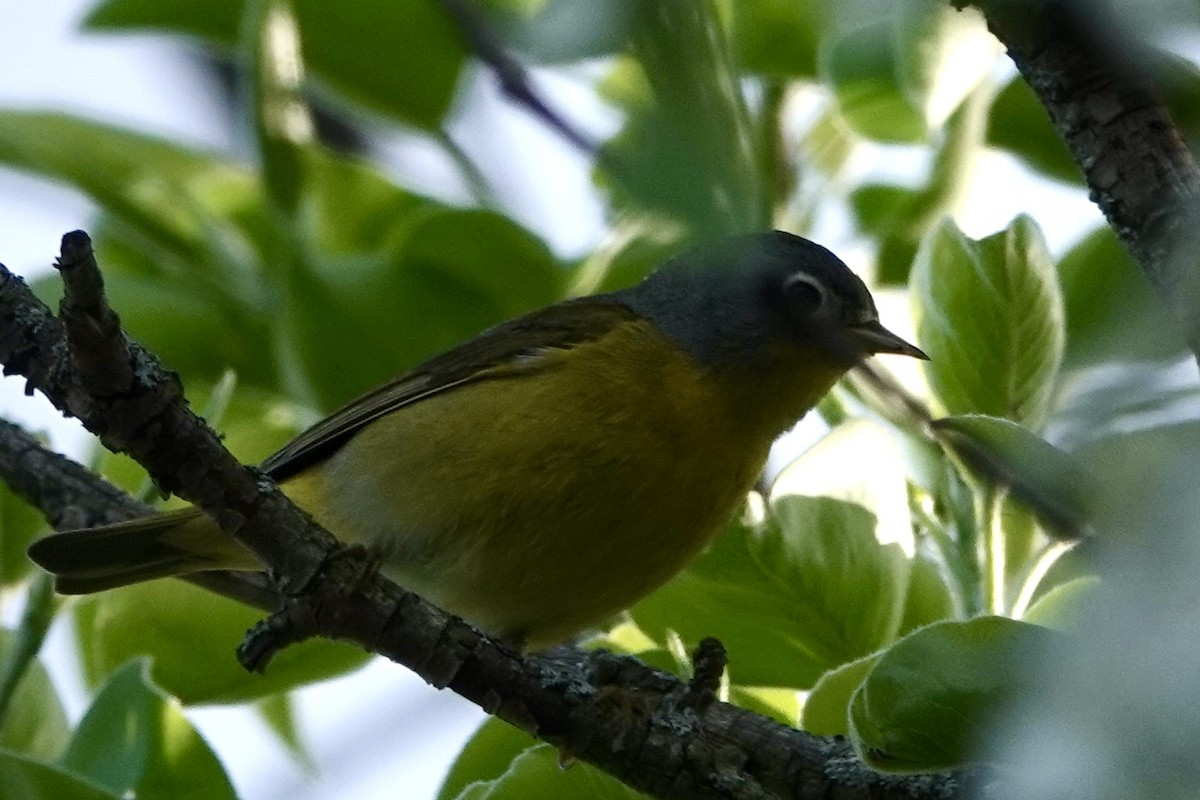 Nashville Warbler - Kris Starke