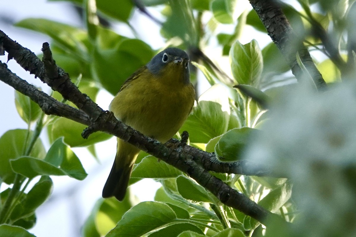 Nashville Warbler - Kris Starke