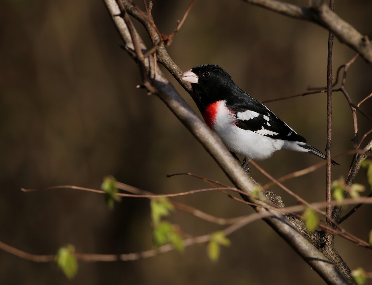 Rose-breasted Grosbeak - ML618394233