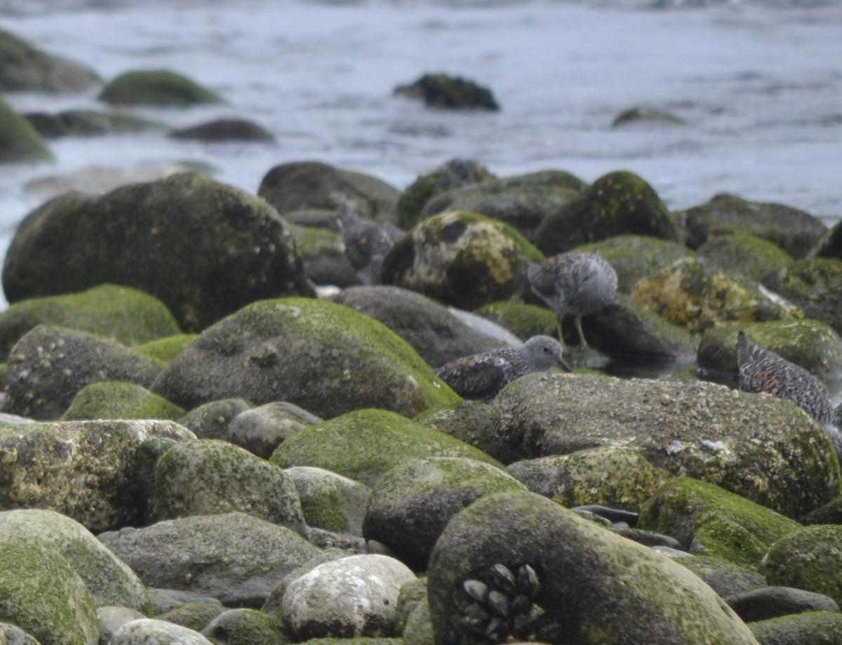 Surfbird - ML618394252