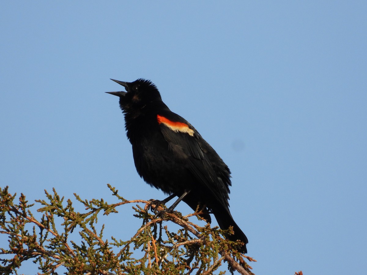 Red-winged Blackbird - Christina G