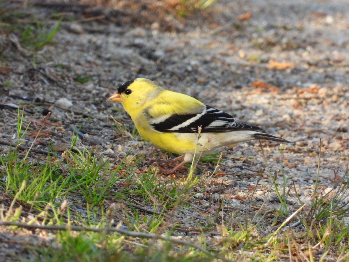 American Goldfinch - ML618394273