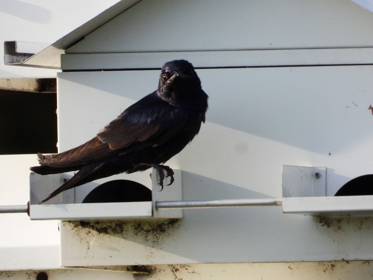 Purple Martin - ML618394296