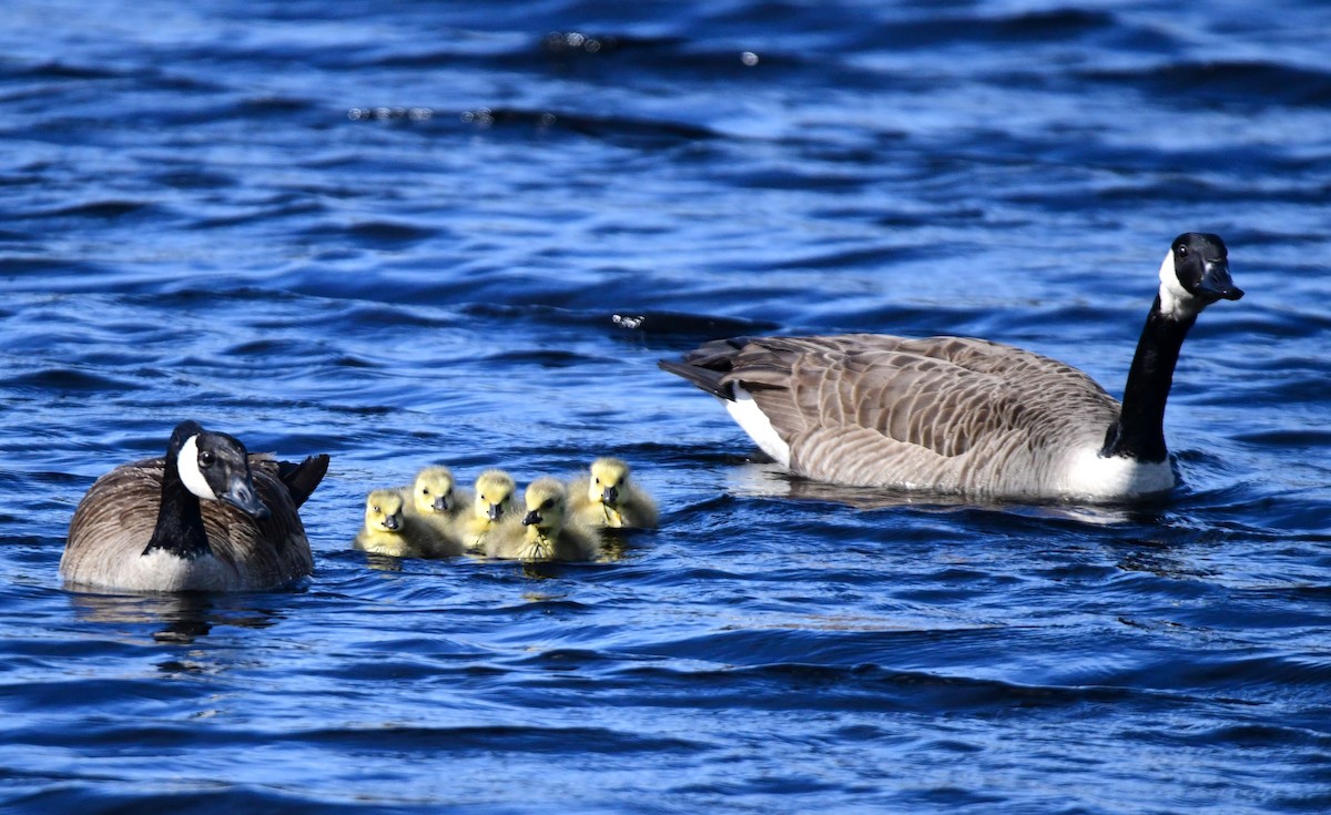 Canada Goose - mike shaw