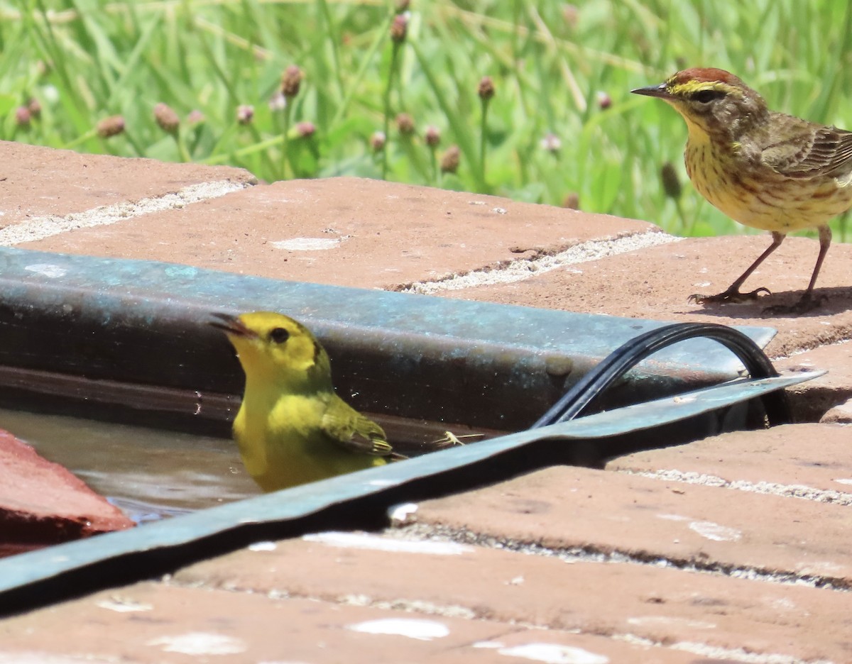 Hooded Warbler - Tim Ryan