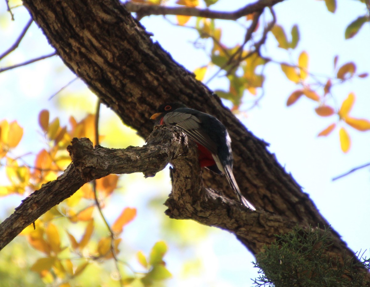 Elegant Trogon - Stephen Price