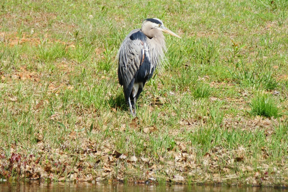 Great Blue Heron - B E