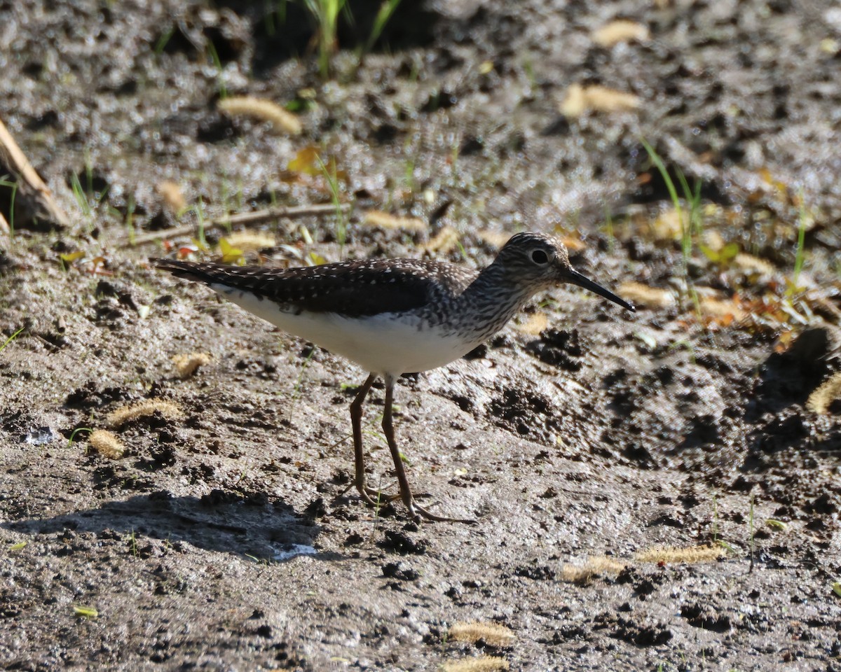 Solitary Sandpiper - Kathryn Mattingly