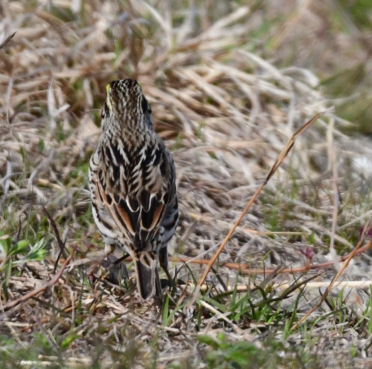 Savannah Sparrow - mike shaw