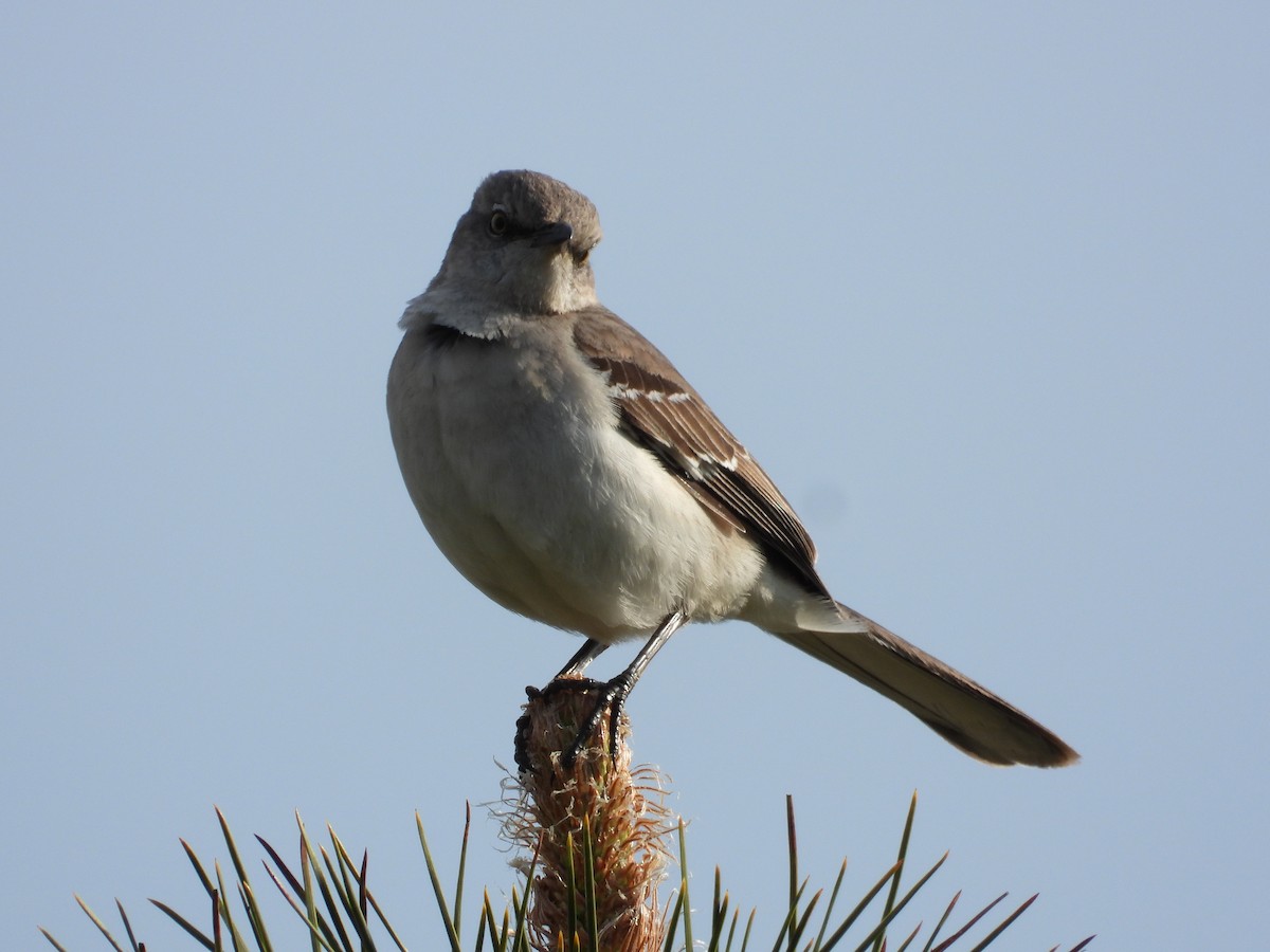 Northern Mockingbird - ML618394392