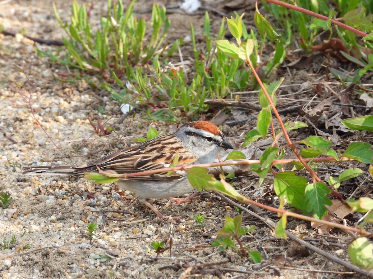 Chipping Sparrow - Christina G