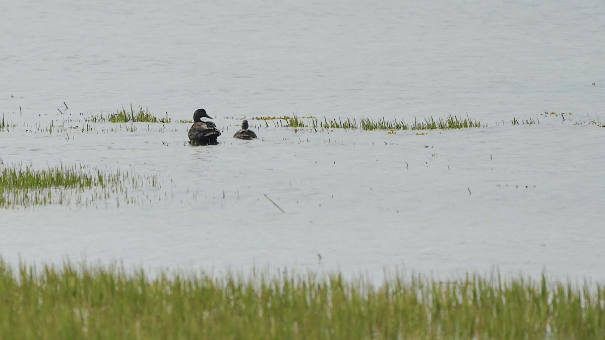 American Black Duck - Indira Thirkannad