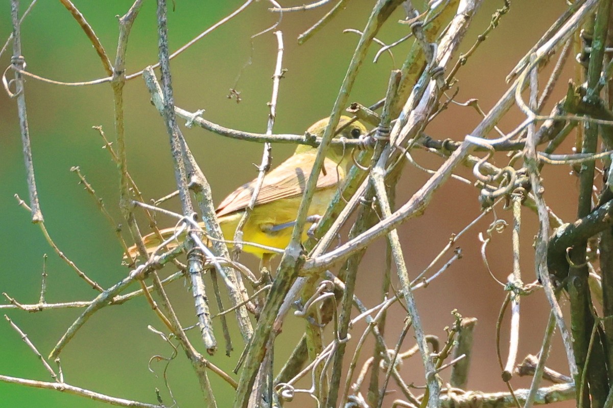 Painted Bunting - ML618394429