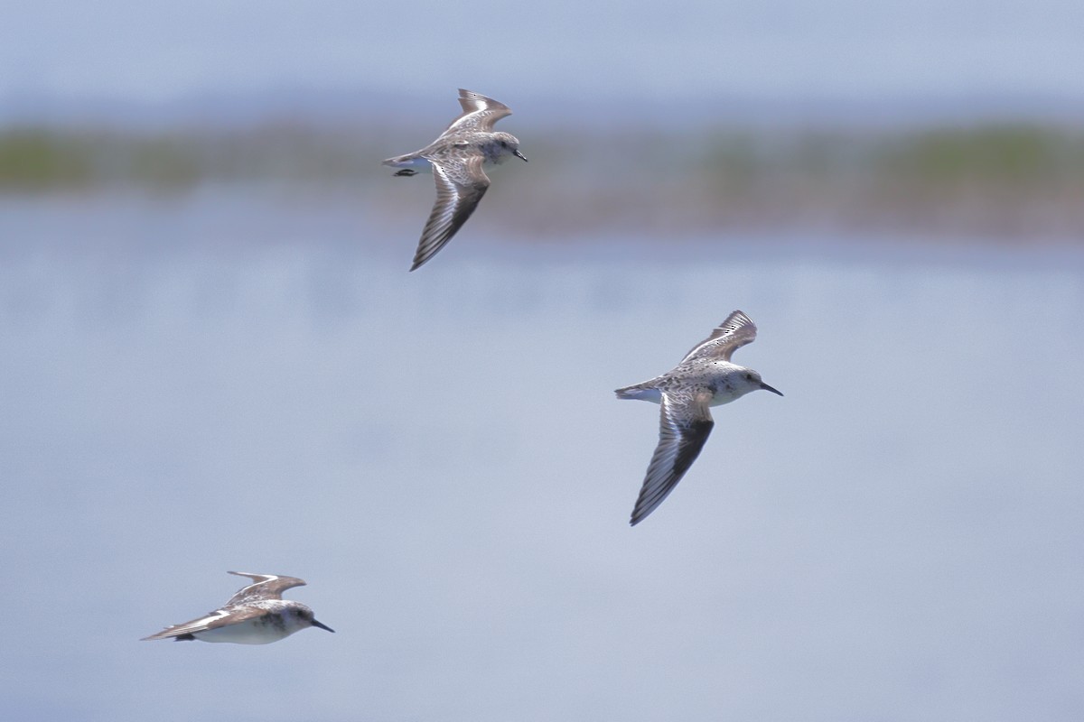 Sanderling - Tory Mathis