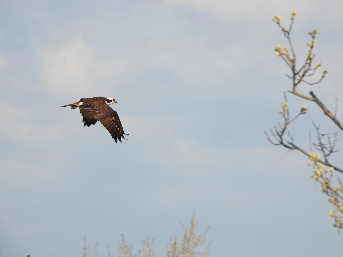 Osprey - ML618394442