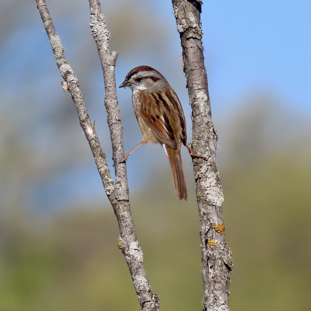 Swamp Sparrow - Jocelyn K