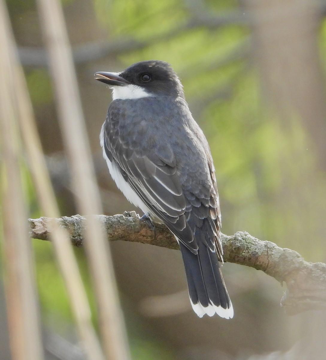 Eastern Kingbird - ML618394523