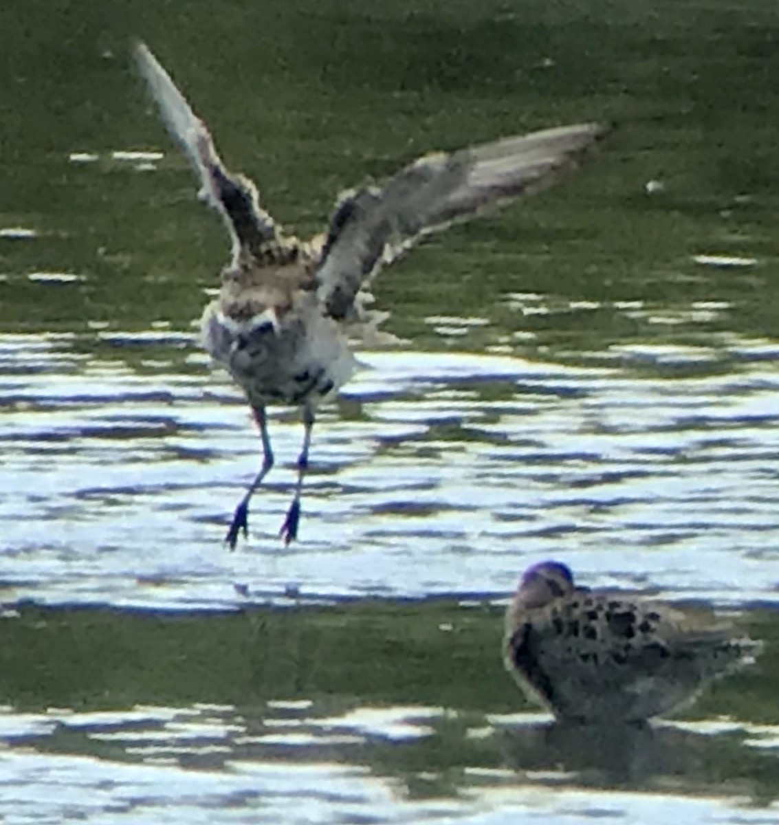 golden-plover sp. - ML618394530