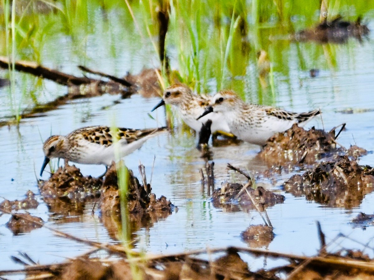 Semipalmated Sandpiper - Jason C. Martin