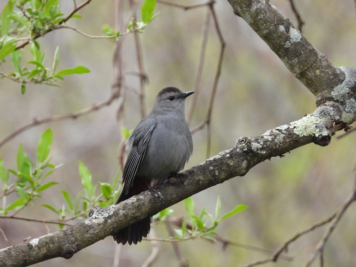 Gray Catbird - ML618394553