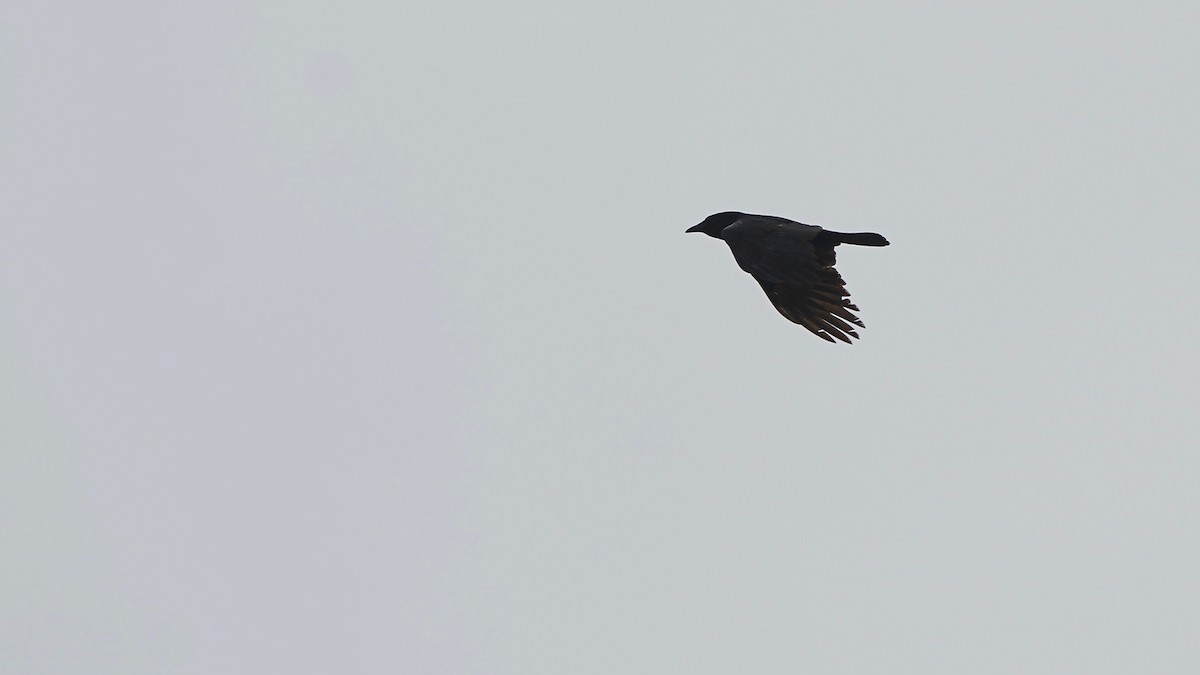 Fish Crow - ML618394561