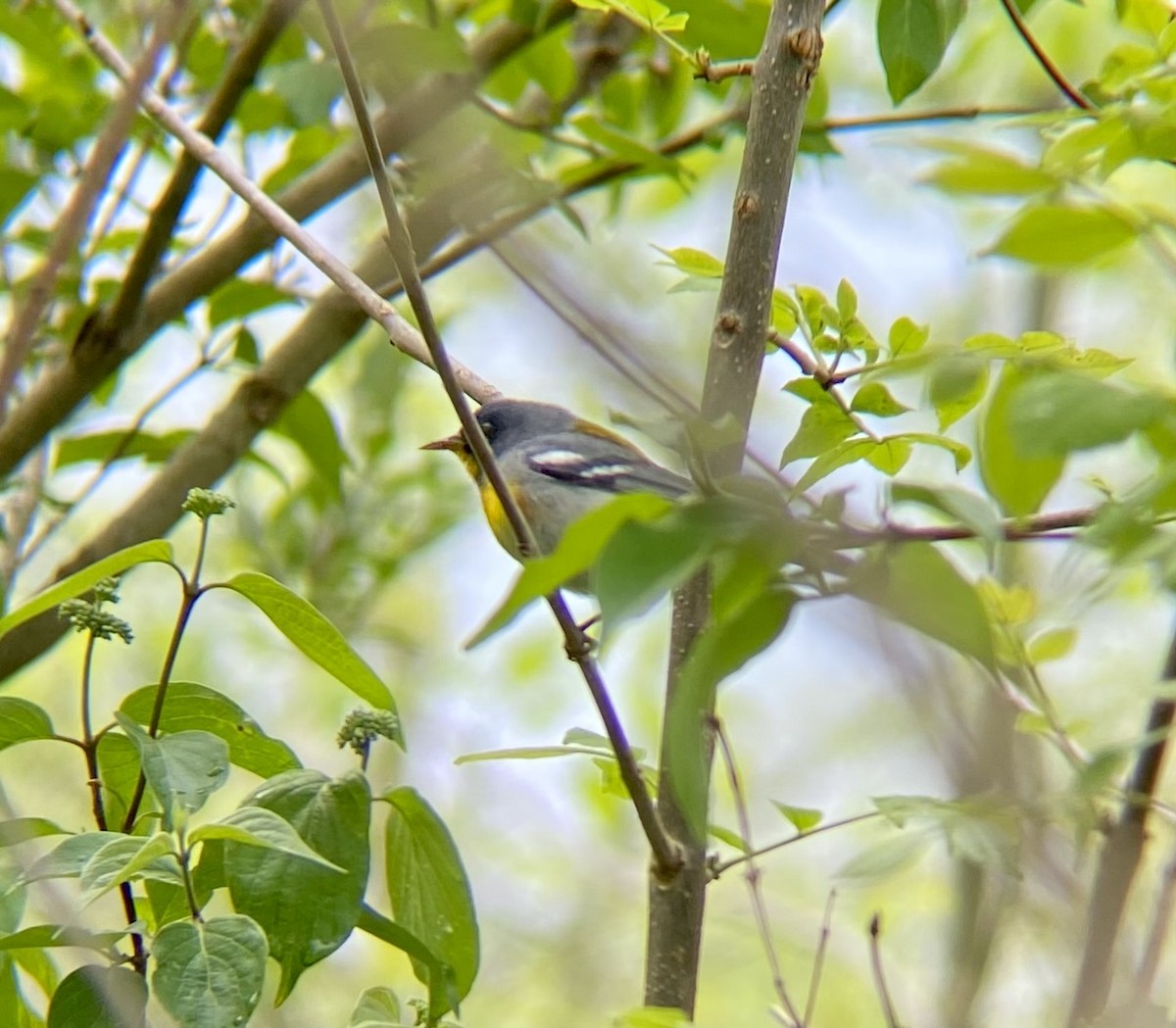 Northern Parula - Michael Onel