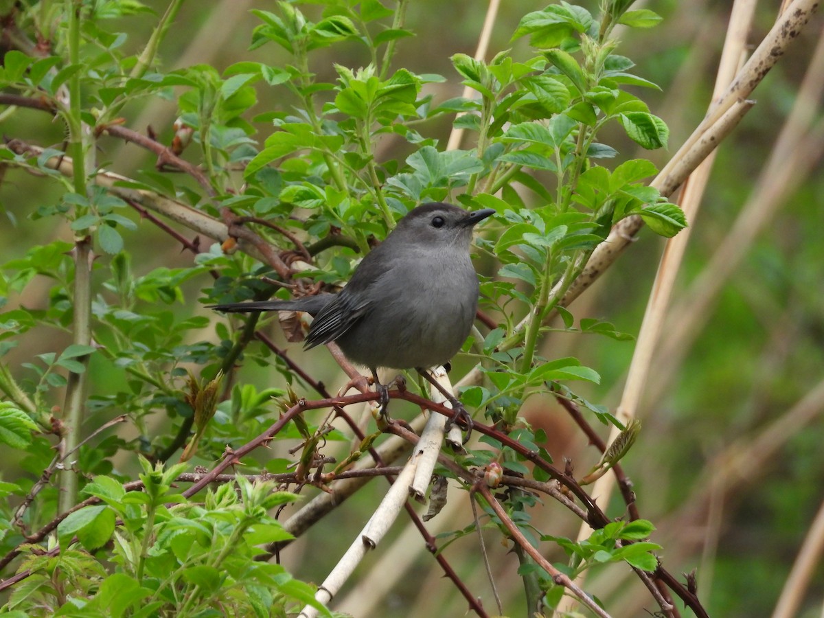 Gray Catbird - ML618394575