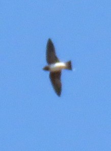 swallow sp. - Tim Flood