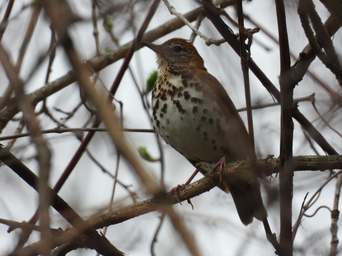 Wood Thrush - Christina G