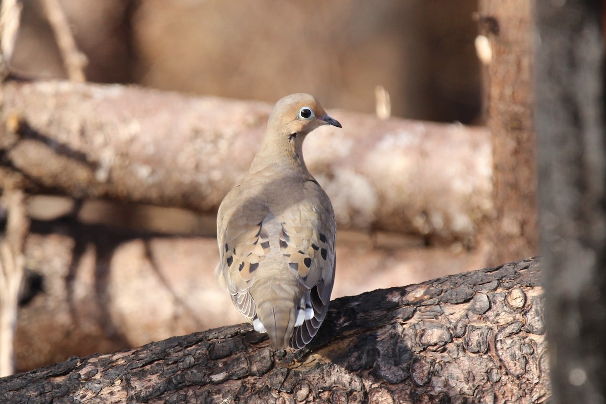 Mourning Dove - ML618394590