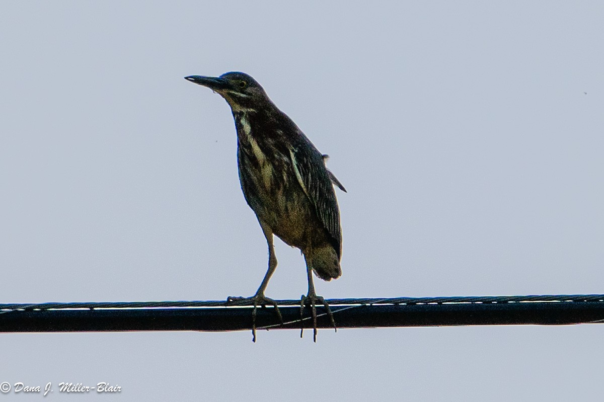 Green Heron - ML618394609