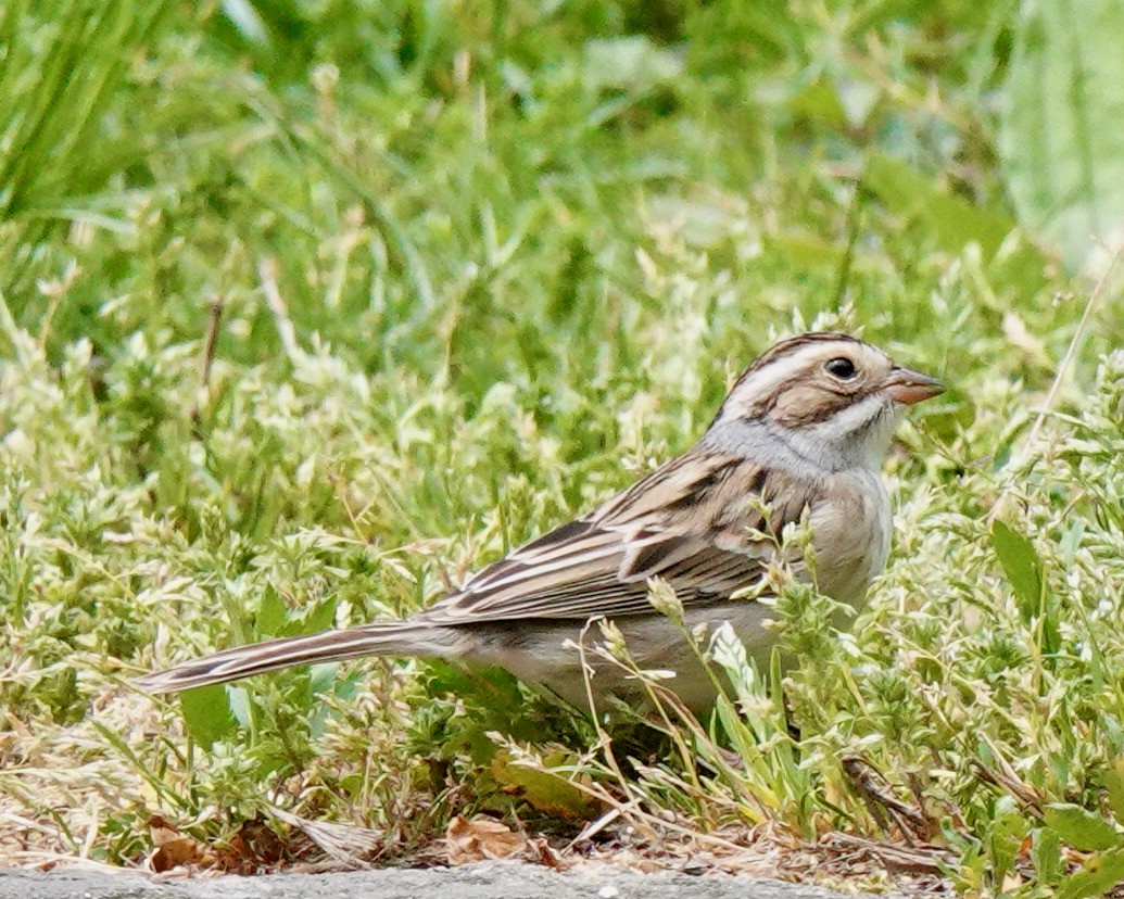 Clay-colored Sparrow - Dawn Hannay