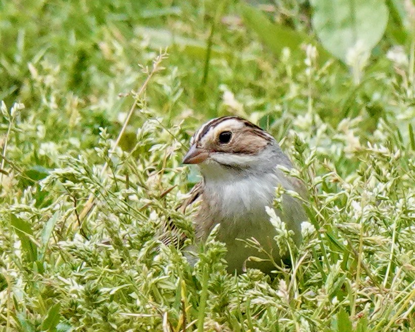 Clay-colored Sparrow - Dawn Hannay