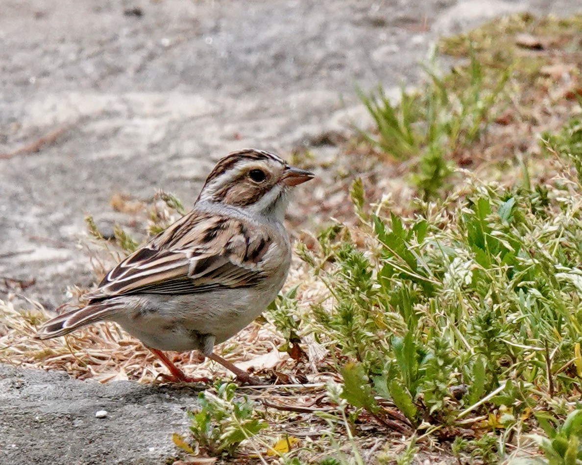 Clay-colored Sparrow - Dawn Hannay