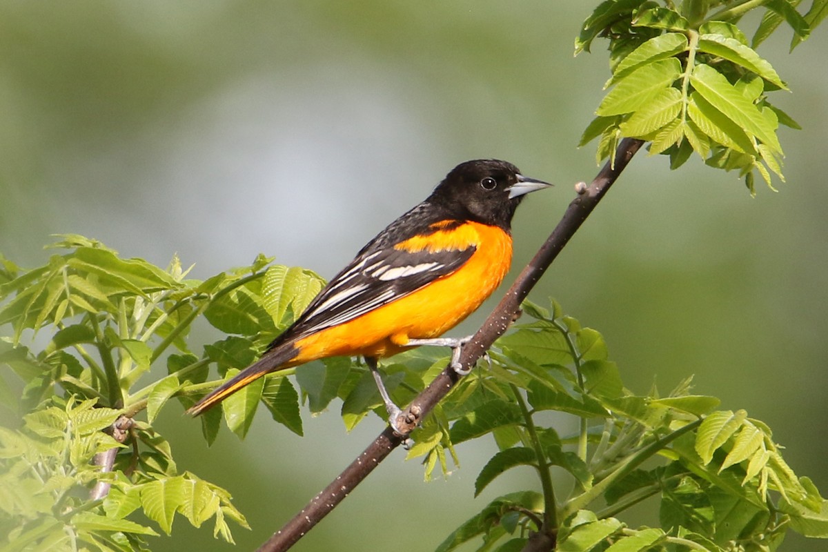 Oriole de Baltimore - ML618394669