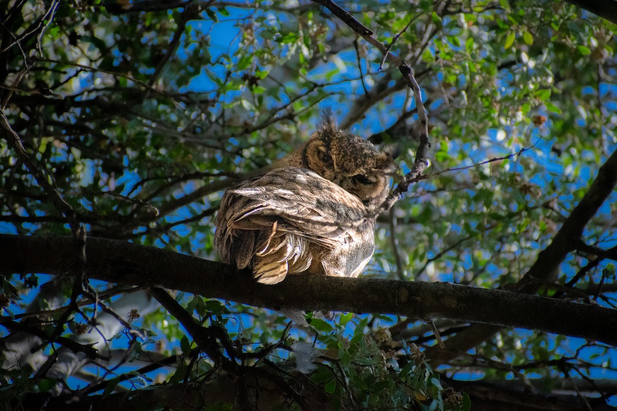 Lesser Horned Owl - Pablo Fishwick Mella