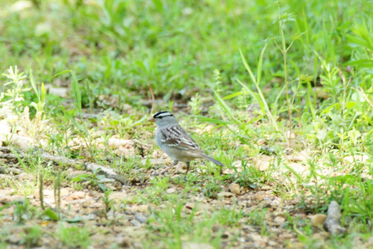 White-crowned Sparrow - ML618394678