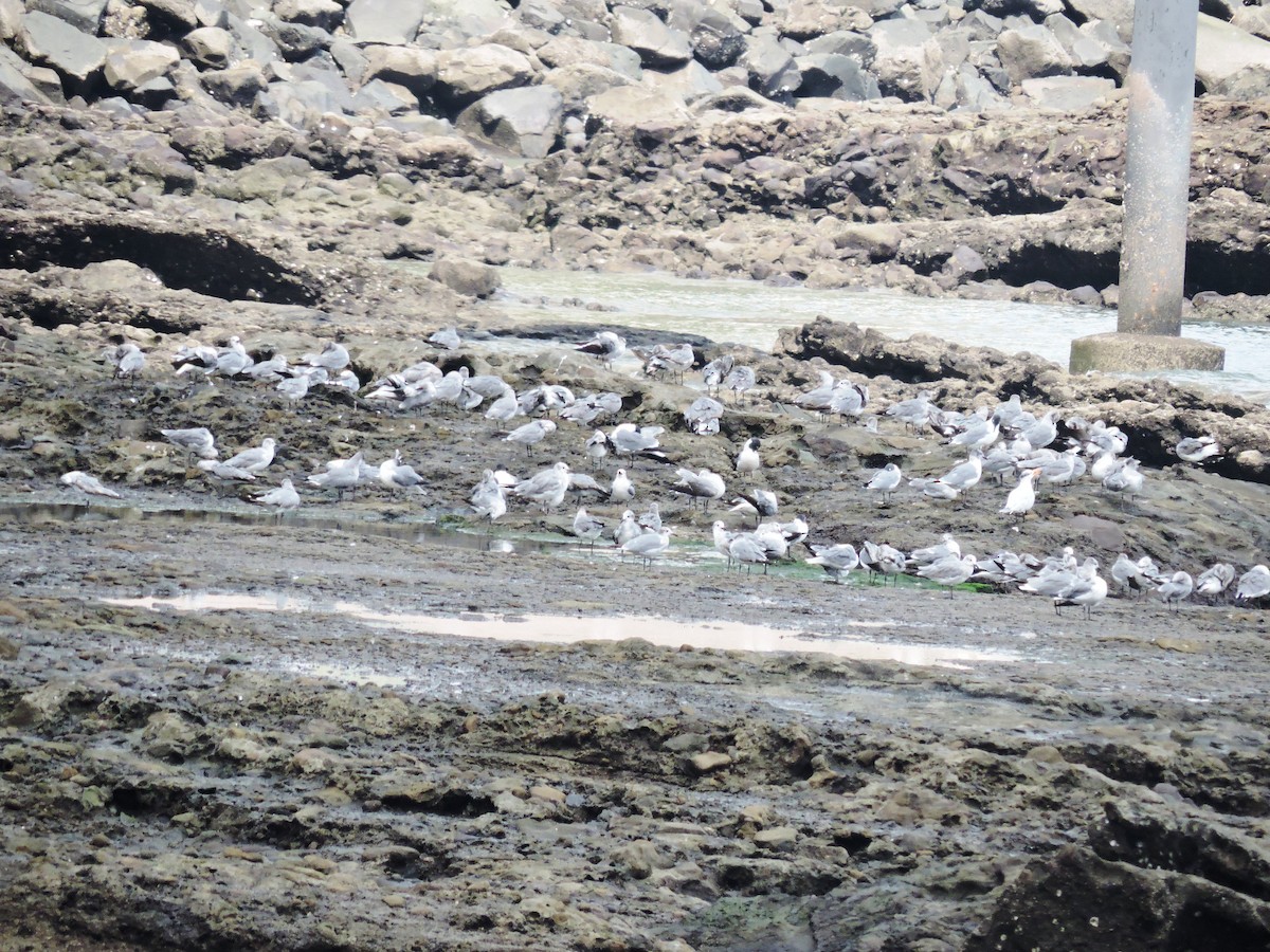 Gaviota Guanaguanare - ML618394692