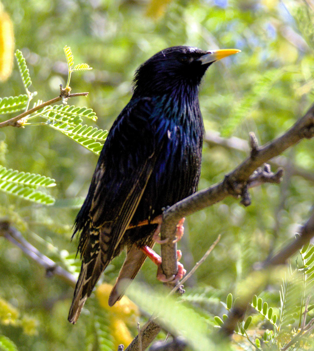 European Starling - Don Carney